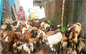 रामचरण को मिला जमुनापरी नस्ल का बकरा निःशुल्क,आय में हुई वृद्धि