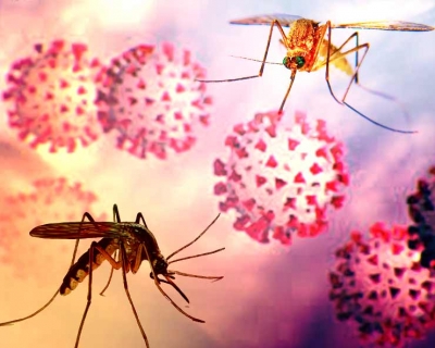 क्&zwj;या नई बला है Zika वायरस, जानिए लक्षण और उपचार