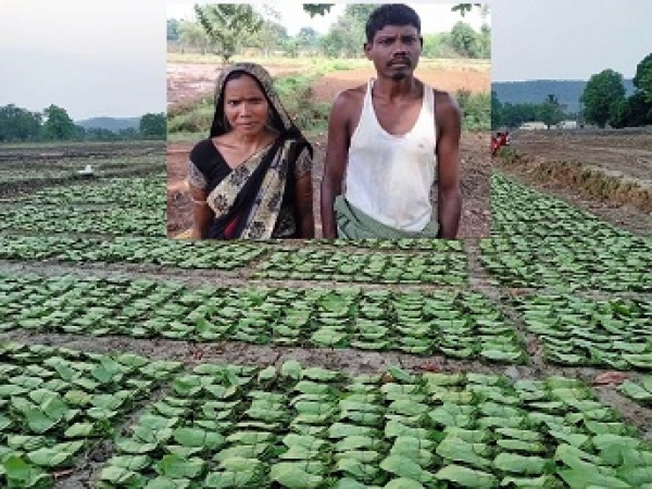 संवर रहा छत्तीसगढ़ :तेंदूपत्ता संग्रहण दर बढ़ने से संग्राहकों को हुआ 18.73 करोड़ अधिक मुनाफा