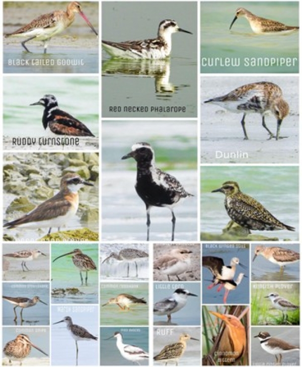 छत्तीसगढ़ राज्य आद्रभूमि प्राधिकरण की पहल : वेटलैंड मित्र अभियान