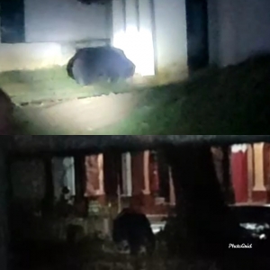 भालू ने रात्रि में तोड़े दो घरों के दरवाजे।  ग्रामीणों द्वारा हंगामा किये जाने पर भागा भालू।