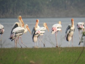 मानसरोवर से निकले एवरेस्ट पार कर पहुंचे प्रवासी पक्षियों का बेलौदी में बसेरा देखा मीडिया टीम ने