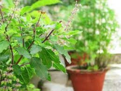 वास्तु के अनुसार घर की किस दिशा में तुलसी का पौधा लगाना माना जाता है शुभ, जानिए Tulsi से जुड़े कुछ नियम