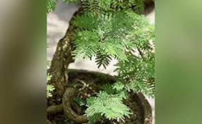विजयादशमी पर जरूर करें ये शुभ कार्य, जीवन खुशियों से भर जाएगा, सुख, समृद्धि और धन की होगी बरसात