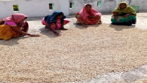 सफलता की कहानी नीम बीज संग्रहण में जुटी चार हजार से अधिक ग्रीन आर्मी की महिलाएं 630 लीटर नीम तेल और 1200 किलो खली किया गया तैयार , औषधीय गुणों के जानकार खरीद रहे हाथों-हाथ