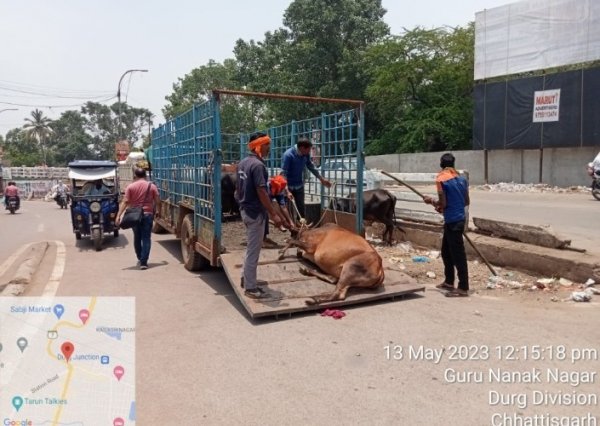 आवारा मवेशियों की धरपकड़ दुर्ग नगर निगम द्वारा