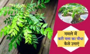 करी पत्ते के बिना नहीं बनता आपका खाना तो इन टिप्स से अपने घर मे उगाएं, नहीं घूमना पड़ेगा बाजार