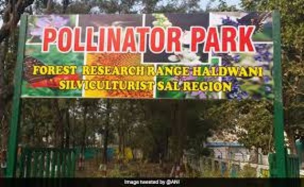 हल्द्वानी में देश का पहला पॉलीनेटर पार्क बनकर तैयार, 50 से ज्यादा प्रजातियां मौजूद