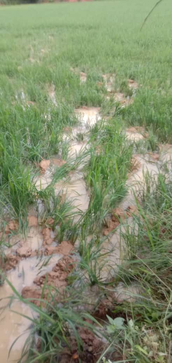 कर्राघाटी में, रात्रि में, हाथियों ने मचाया उत्पात