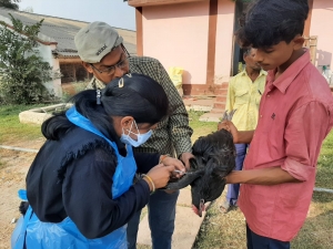 छत्तीसगढ़ में अब तक बर्डफ्लू का कोई मामला नहीं ....