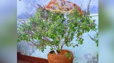तुलसी की इस तरह करेंगे पूजा तो घर में आ जाएगी सुख-समृद्धि, पौधे पर अर्पित करें ये चीजें