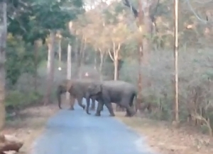 विश्रामपुरी के जंगल में क्षत-विक्षित मिली लाश की होगी फाॅरेंसिक जांच-कलेक्टर श्री मौर्य