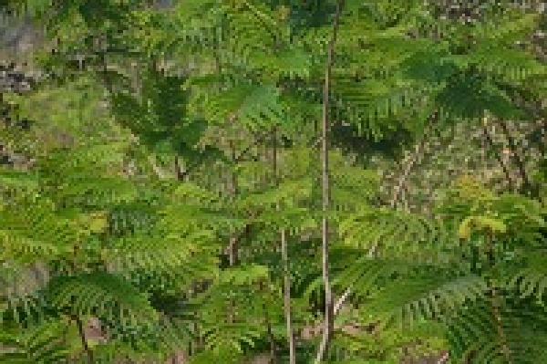 शुद्ध वायु उपलब्ध कराने की मुहिम बीएसपी ने विकसित किया एक नया ऑक्सीजोन