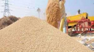 जिले में 55 समिति एवं 16 नवीन उपार्जन केन्द्रों की स्थापना