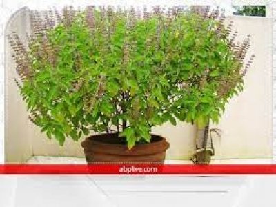 तुलसी के आसपास भूल से भी ना रखें ये चीजें, घर से नाराज होकर चली जाती हैं मां लक्ष्मी !