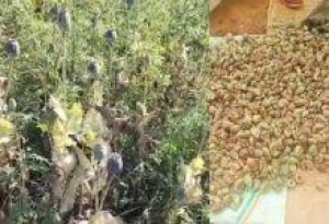 बलरामपुर में 2 एकड़ से अधिक भूमि में अफीम की अवैध खेती पर प्रशासन-पुलिस की संयुक्त कार्रवाई