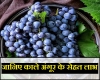 गर्मियों में करें काले अंगूर का सेवन, कई बीमारियां होंगी दूर