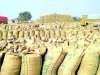 प्रदेश में अब तक 25.31 लाख मीट्रिक टन धान की खरीदी