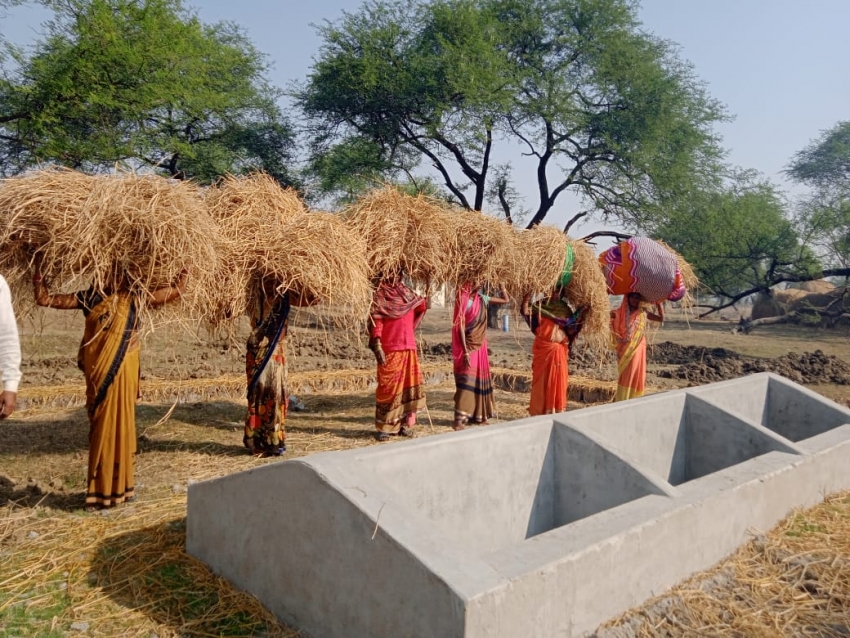 गौठानों में पैरादान के लिए किसान आ रहे आगे, सूखा चारा का हो रहा संग्रहण