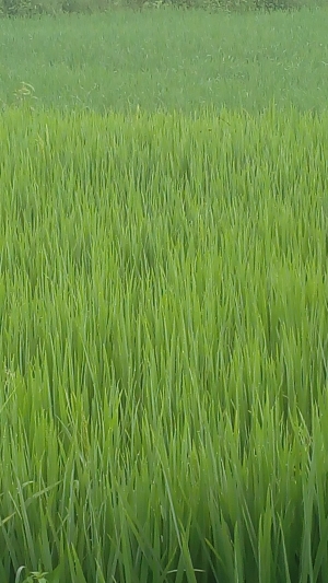 सिंचाई के लिए पानी देने प्रस्तावित ग्रामवार सूची की गई जारी ग्रीष्मकालीन रबी फसल (धान) लगाने