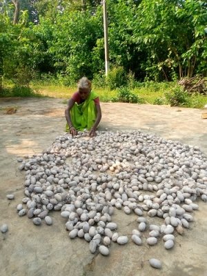 कोसा कीटपालन बना जीवन यापन का उत्तम साधन