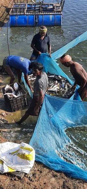 मछली पालन से बढ़ी आमदनी, सपने हो रहे पूरे