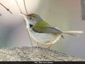 प्रकृति प्रेमी और शहरवासी - क्या दोनों होना संभव है?