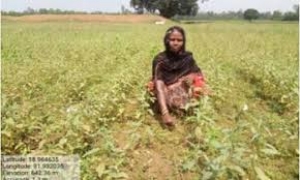 जिले में दो वर्षों के दौरान 1308 हितग्राहियों को मिला वनाधिकार पट्टा : वनाधिकार पट्टेधारी कर रहे हैं उन्नत खेती-किसानी