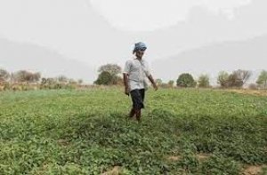 राज्य में 11 हजार 450 हेक्टेयर में हो चुकी दलहन फसलों की बुआई..