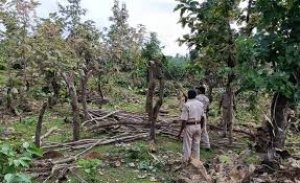 वन भूमि पर अतिक्रमण करने वाले सभी लोगों को बेदखल कर दिया जाएगा:प्रदेश सरकार