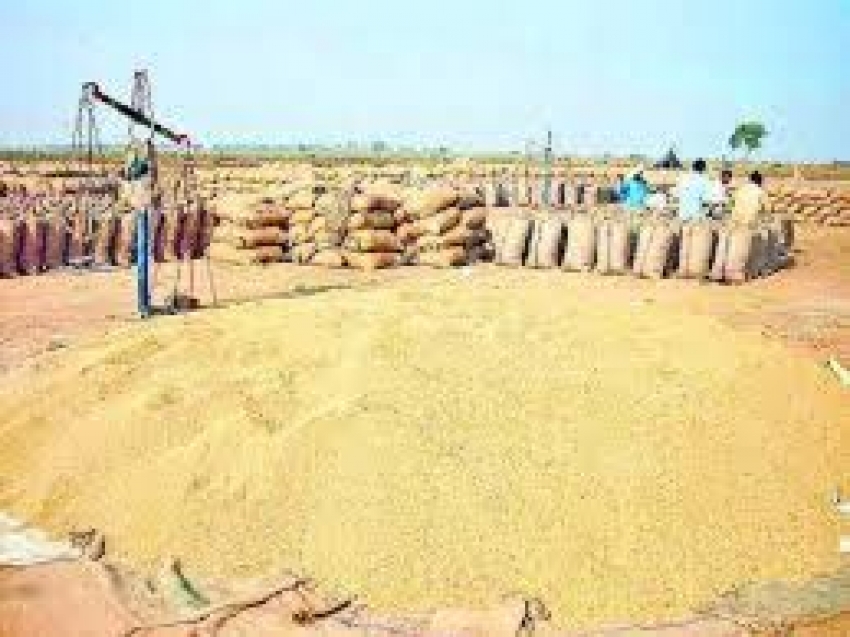 प्रदेश के 12.40 लाख किसानों से अब तक 48 लाख मीट्रिक टन धान की खरीदी