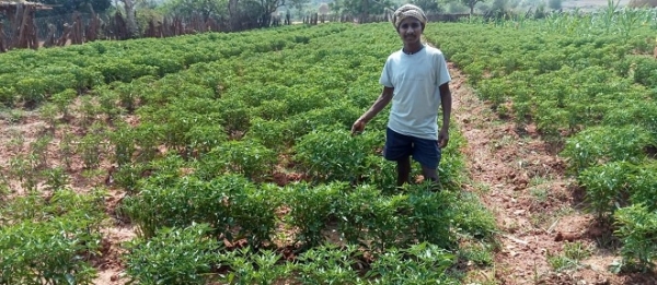 मिर्च की खेती से किसान सायो को मिला रोजगार का बेहतर अवसर