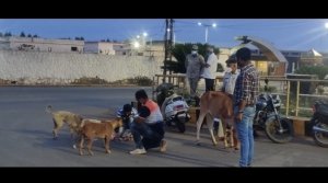लॉकडाउन के विकट समय में पंचपथ गणेश उत्सव समिति कर रही लगातार  बेज़ुबान पशुओं की सेवा