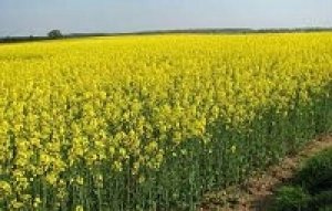 राज्य में तिलहनी फसलों की बुआई शुरू 2.80 लाख हेक्टेयर में होगी बोनी...