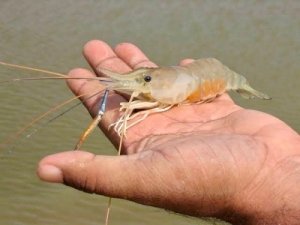 झींगा पालन में नया अध्याय लिख रहा है सुकमा जिला