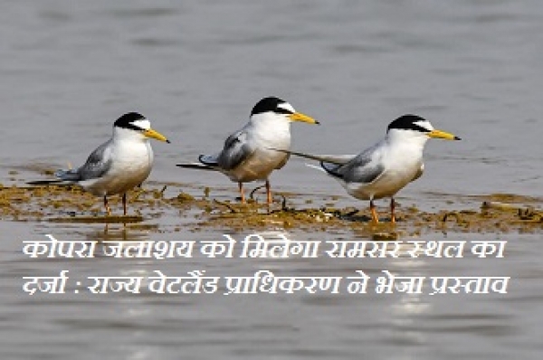 कोपरा जलाशय को मिलेगा रामसर स्थल का दर्जा : राज्य वेटलैंड प्राधिकरण ने भेजा प्रस्ताव