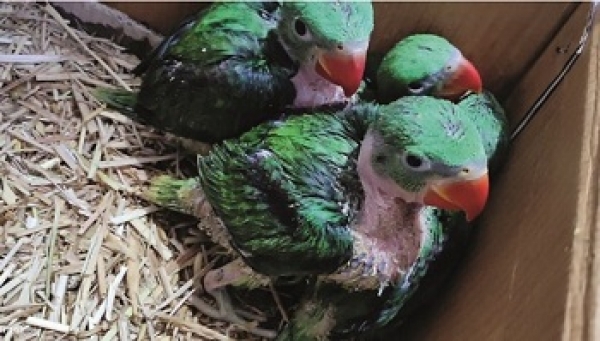 वन विभाग द्वारा तोता तस्कर का पकड़ा गया