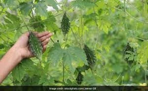 सब्जी बनती है कड़वी पर इसके पत्ते खाते ही ठीक हो जाएगी डायबिटीज और पीरियड्स का दर्द, बस इस तरह चबाना होगा