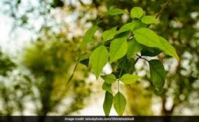 बेलपत्र पौधे के पास प्रभु की पूजा करने के बाद दीया जलाने से होगा यह लाभ