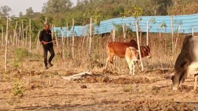 बेजुबान जानवरों का चारा छीना,अब कर रहे डंडे से पिटाई 