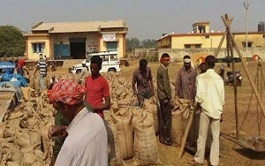 राज्य में धान खरीदी का आंकड़ा 8.66 लाख मीटरिक टन के पार