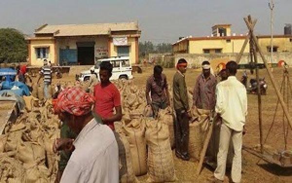 राज्य में धान खरीदी का आंकड़ा 8.66 लाख मीटरिक टन के पार