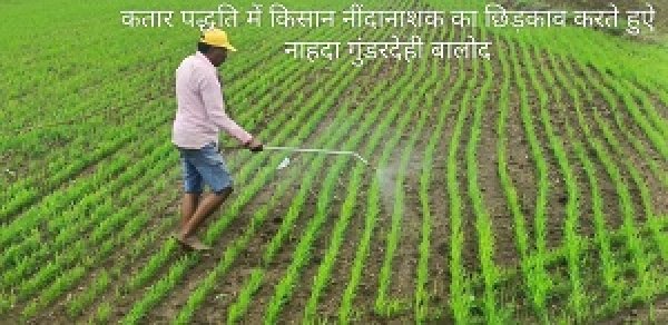 जिले में 986 हेक्टेयर में हुई कतार बोनी के माध्यम से धान की खेती