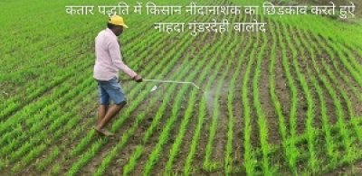 जिले में 986 हेक्टेयर में हुई कतार बोनी के माध्यम से धान की खेती