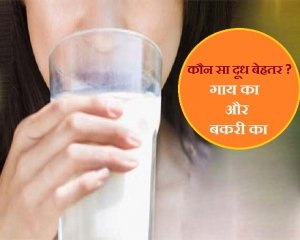 गाय और बकरी के दूध में क्या है अंतर, जानिए कौनसा सबसे अच्छा