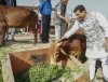 गोपालकों और किसानों के हित और विकास केलिए सीएम ने शुरू की गोधन न्याय योजना, हरेली त्योहार पर से होगी शुरूआत