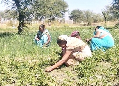 शासन की सामुदायिक बाड़ी विकास योजना बना आमदनी का जरिया