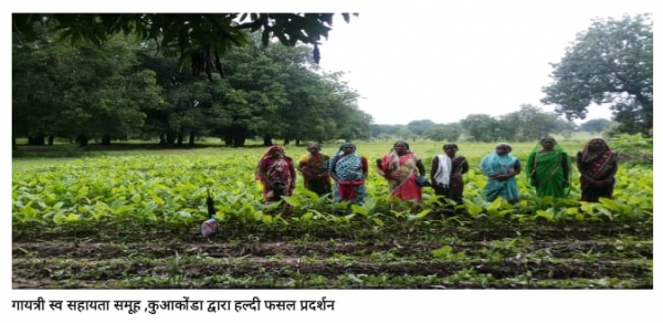 महिला कृषक का समूह हल्दी और अदरक की फसल लगाकर हो रहीं मालामाल : बीस से पच्चीस हजार प्रति कृषक हो रहा मुनाफा