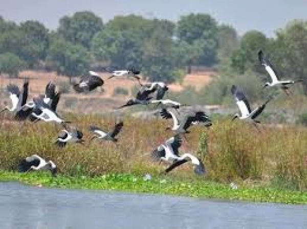 बर्ड फ्लू की आहट से पशु अमला अलर्ट