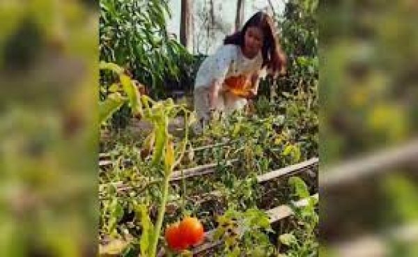 बगीचे से टमाटर तोड़कर जैम बनाती दिखीं अनुष्का शर्मा, फैन्स ने कहा- हमारे यहां तो चटनी बनती है